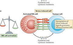 H-NK 高纯度活化NK细胞技术